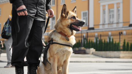 Servizio K9